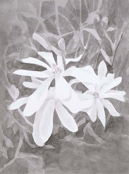 Magniola étoilé (lavis)