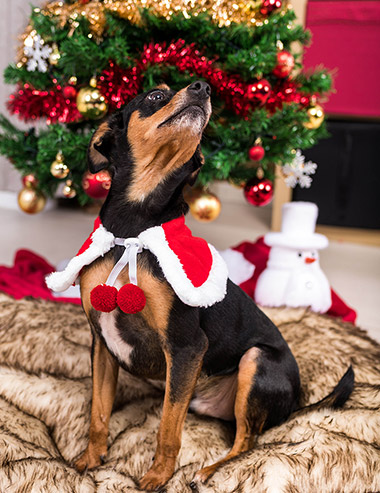 Christmas time Shoot